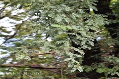 Prosopis cineraria